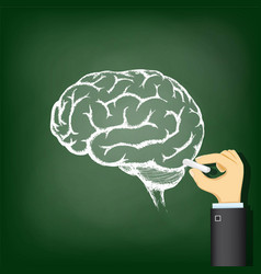 hand-drawing-a-chalk-human-brain-vector-22349491