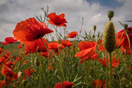 Božica Jelušić: MAKOVI, DIVLJA&nbsp;LJEPOTA