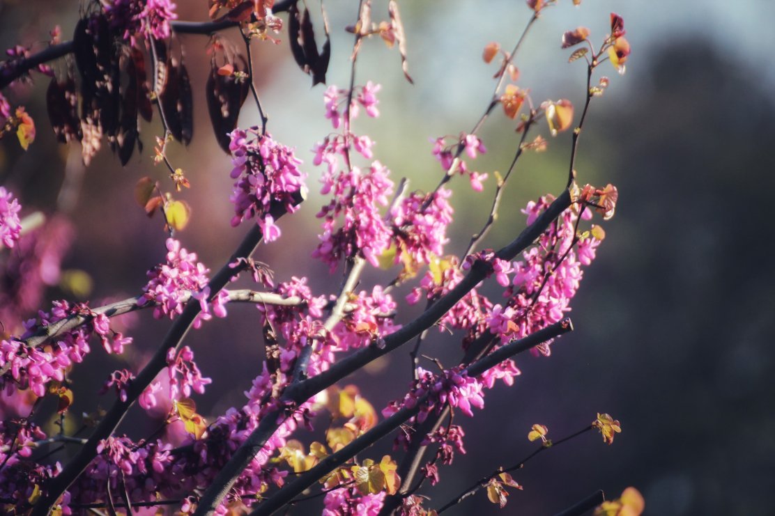 56536262_10215492024707604_275238662722027520_o