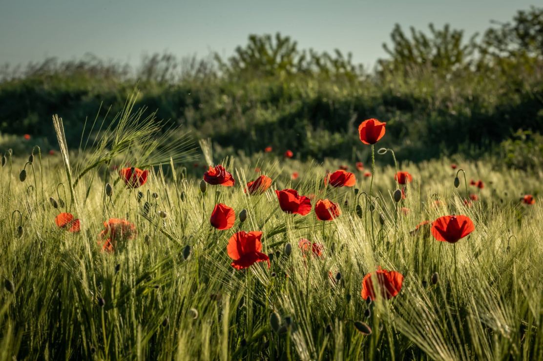 194091885_10216228850672631_5608583172071043293_n