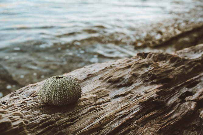 5. Ljetna nostalgija, Zrinka Zagorec[4548]