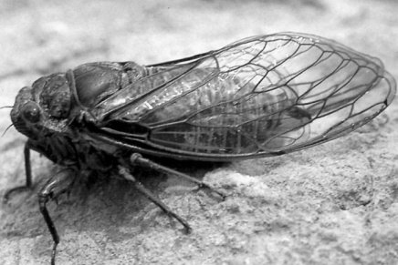 Vladimir Nazor: Cvrčak