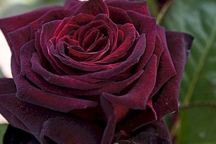 Tomislav Marinković: DODIRNE&nbsp;TAČKE