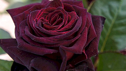 roza-blek-bakkara-black-baccara-opisanie-sorta