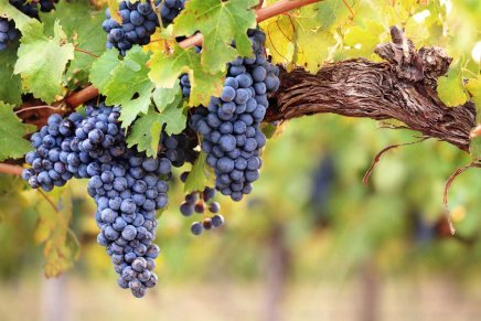 Edit Glavurtić: SVEČANOST&nbsp;VINOGRADA