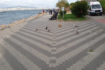 Marijan Grakalić: Povratak na&nbsp;Buyukadu