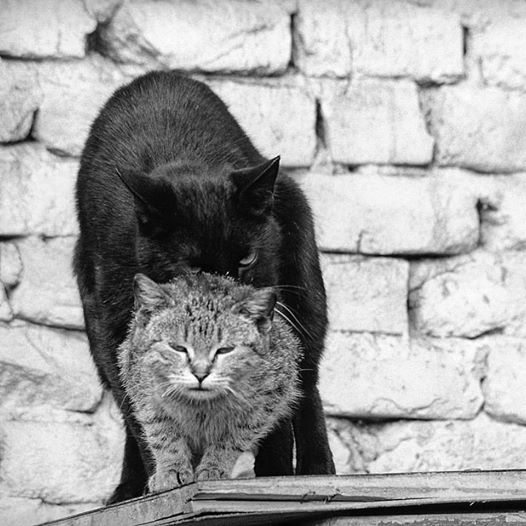 1. a. boris stajduhar