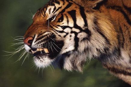 Božica Jelušić: GROZOVITA&nbsp;SIMETRIJA