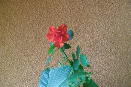 Oscar Wilde: CHANSON /&nbsp;POPEVKA