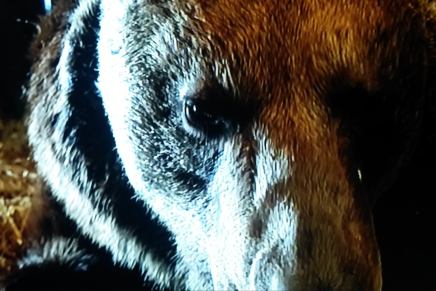 POVRATAK RUSKOG MEDVJEDA