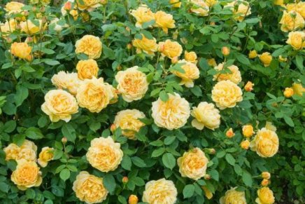 Božica Jelušić: GRM ŽUTIH RUŽA, kraj&nbsp;putovanja