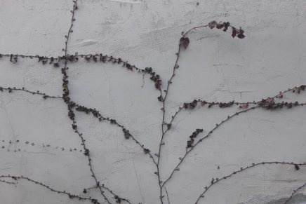 Romana Brolih: Anonimna