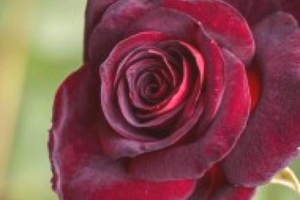 Mirna Weber: Epizodna uloga jedne&nbsp;ruže