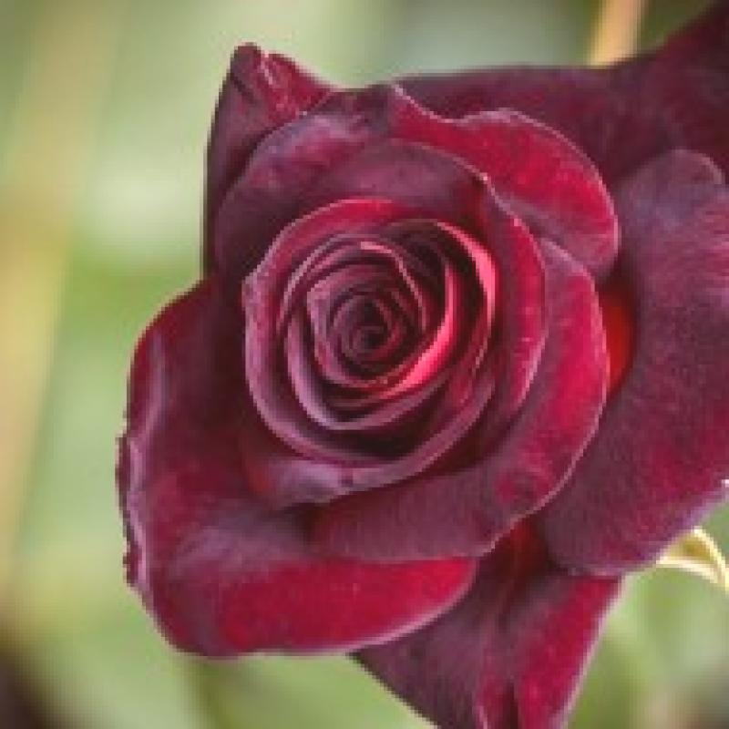 ae4d3f15250b3f9457909d2410a50