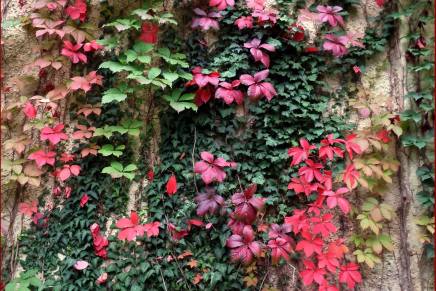 Božica Jelušić: SANJARENJE I&nbsp;ŽURBA