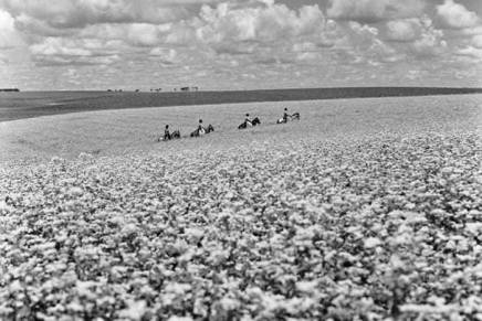 Julijana Balaban: Padalici – kad gorela je&nbsp;ravnica