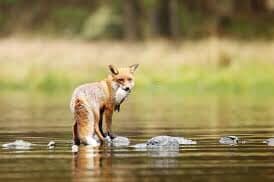 Ingeborg Bachmann: MAGLENA&nbsp;ZEMLJA