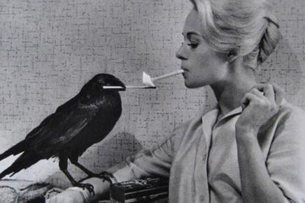 Ana Nikvul: SUŠTINA