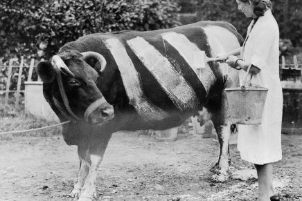 Slađana Bukovac: Ljevica, turbofolk, Putin i ostale imaginarne&nbsp;devijacije