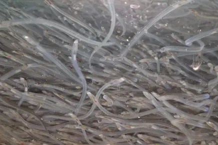 Saša Paunović: Bjegunci (iz&nbsp;rukopisa)