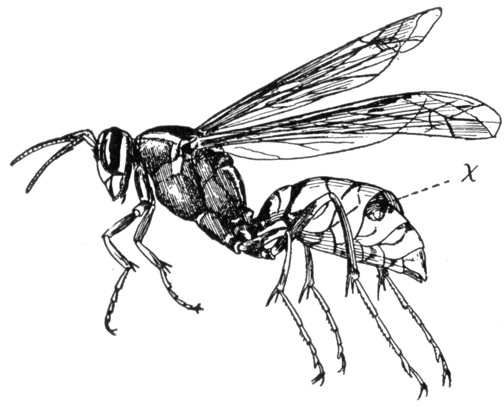 collection-wasp-cliparts-10