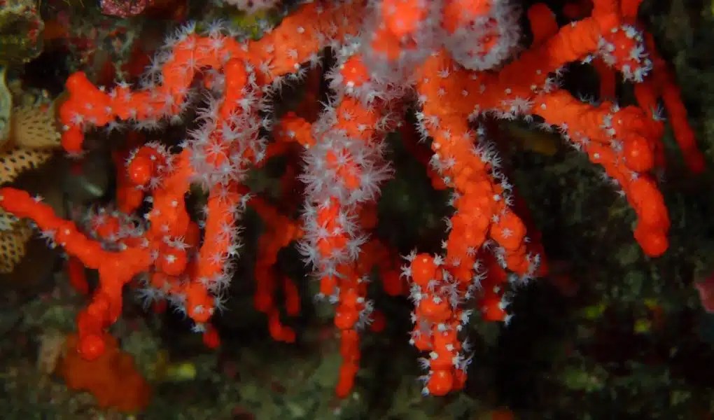 crveni-koralj-1020x600