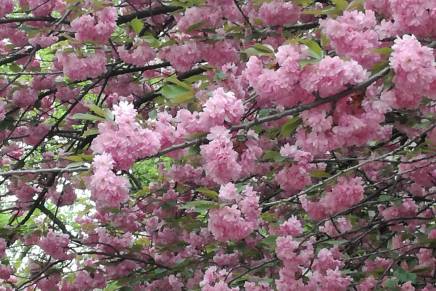 LASLO VEGEL: Drveće osuđeno na&nbsp;smrt