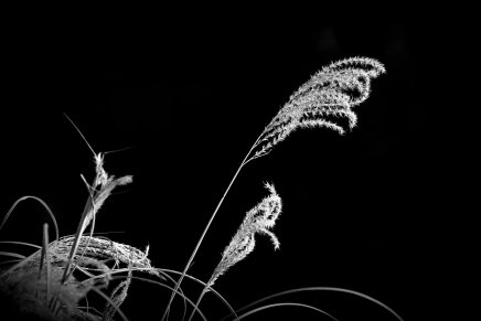 Ana Nikvul: Pregurah dvadeset i četiri&nbsp;ha