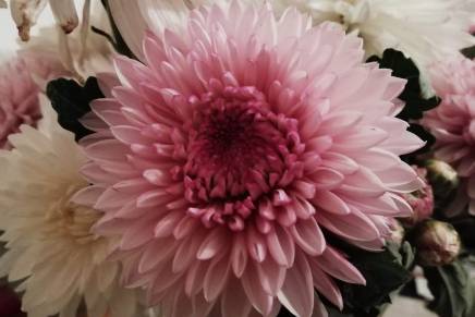 Naida Mujkić: Ja izdržavam&nbsp;tugu