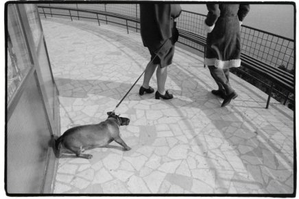 Nikola Devčić Mišo: ŽIVOT KOJI SE ZBIVA KAO DA GA&nbsp;NEMA