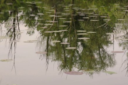 Neda Fleur Janovski: NOĆAS SAM SANJALA&nbsp;LOPOČE