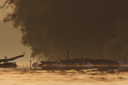 Ana Nikvul: Ubijanje&nbsp;vode