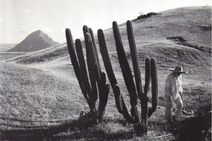 TIN UJEVIĆ „POD KRŽLJAVIM STABLOM ZA ME NEMA&nbsp;HLADA“