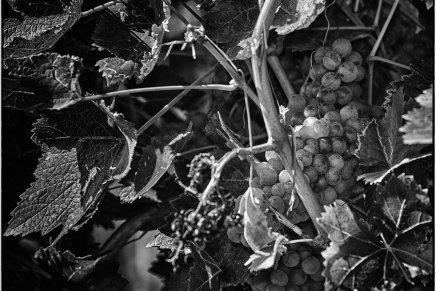 Romano Bolković: 𝐑𝐚𝐝𝐧𝐢𝐜𝐢 𝐩𝐨𝐬𝐥𝐣𝐞𝐝𝐧𝐣𝐞𝐠&nbsp;𝐬𝐚𝐭𝐚