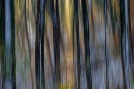 Božica Jelušić: NA POZDRAV&nbsp;ŠUMI