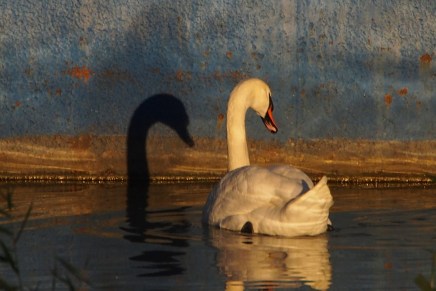 Marin Čaveliš: SUMRAK