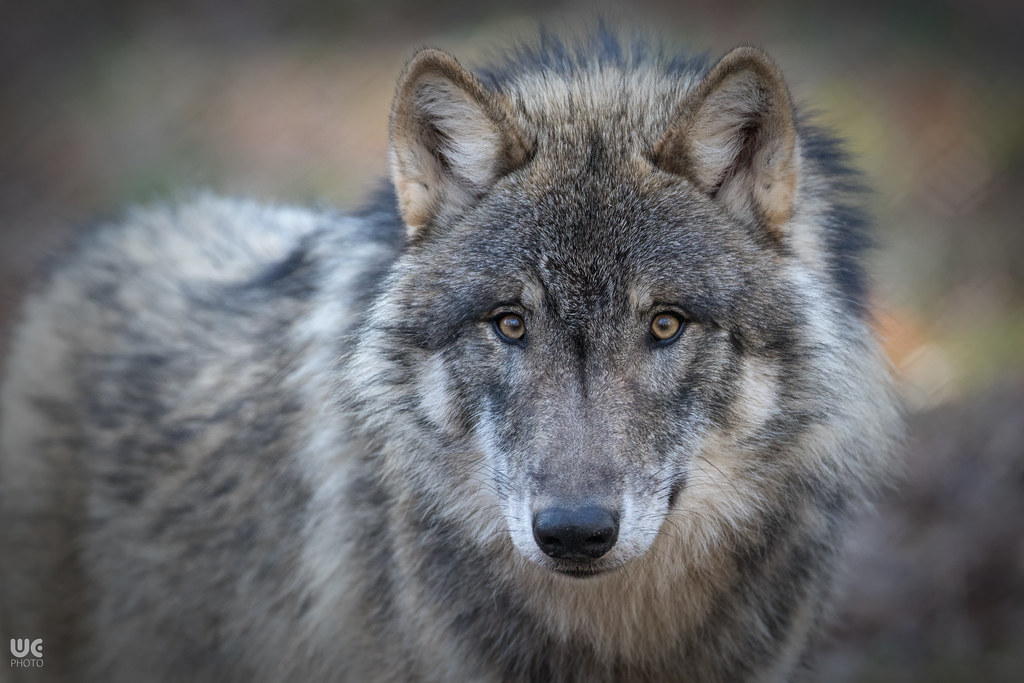 24227233694_48f8994e37_b