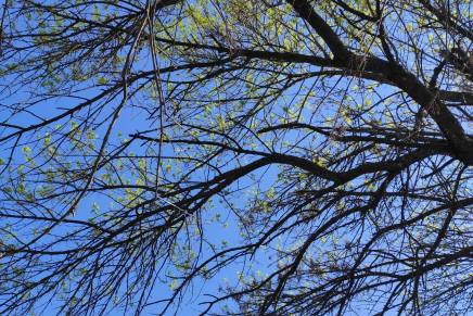 Ivana Šojat: KORA HRASTA, BIJELIH BREZA&nbsp;KOŽA