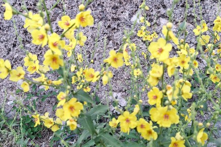 Jacqueline Bat: PLODOVI&nbsp;JEDNOSTAVNOSTI