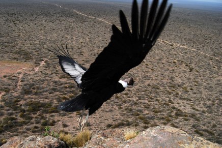 O JEDNOM ZABORAVLJENOM&nbsp;PROROČANSTVU