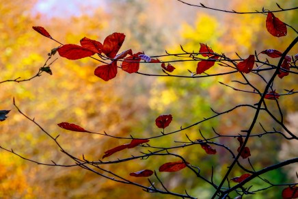 Božica Jelušić: GOSPODAR SHIVA PROŠAO JE&nbsp;TUDA