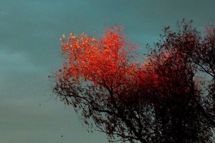 Attilio Bertolucci: OKTOBAR