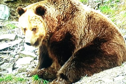 Stazom mrkog medvjeda – PROMOCIJA „SABRANIH DJELA“ EMIRA&nbsp;KUSTURICE