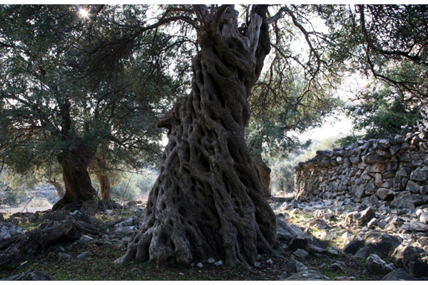 images_dogadanja_najave_2013_131203-maslina