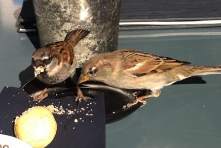 Božica Jelušić: O VRAPCIMA I&nbsp;KLJUCANJU