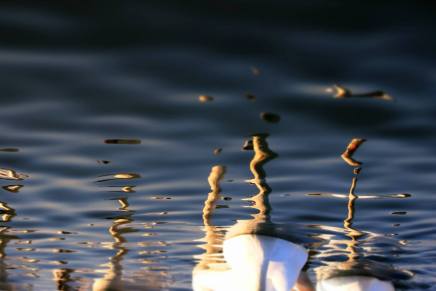 Gordana Šiško: NABUJALA&nbsp;RIJEKA