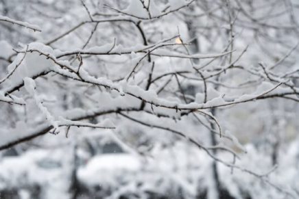 Šefik Daupović: SNIJEG