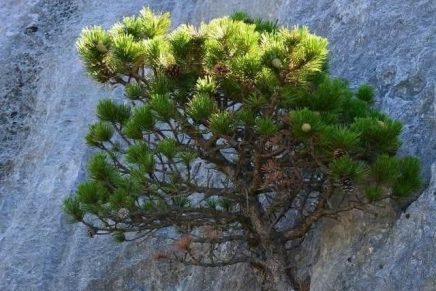 Marin Čaveliš: DIJASPORA