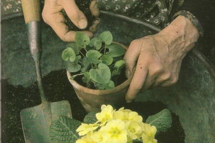 Edit Glavurtić: DON BRANKO&nbsp;SBUTEGA