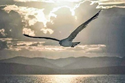 Galeb grofice Inge&nbsp;Zrinski